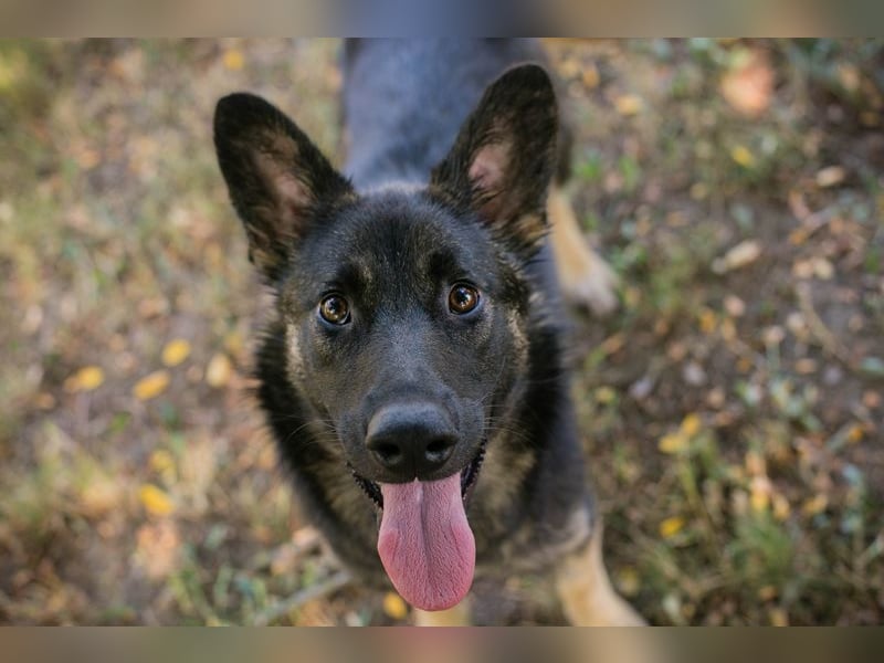 Chip 263755 sucht ein Zuhause