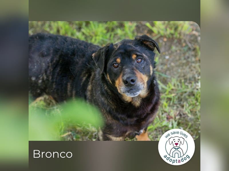Bronco sucht ein Zuhause