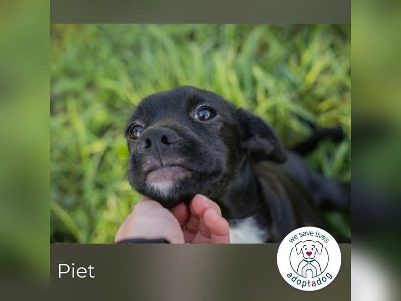 Piet 269359 sucht ein zu Hause