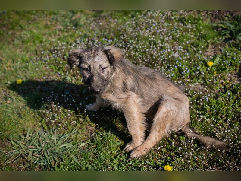 Chip 269459 sucht ein Zuhause