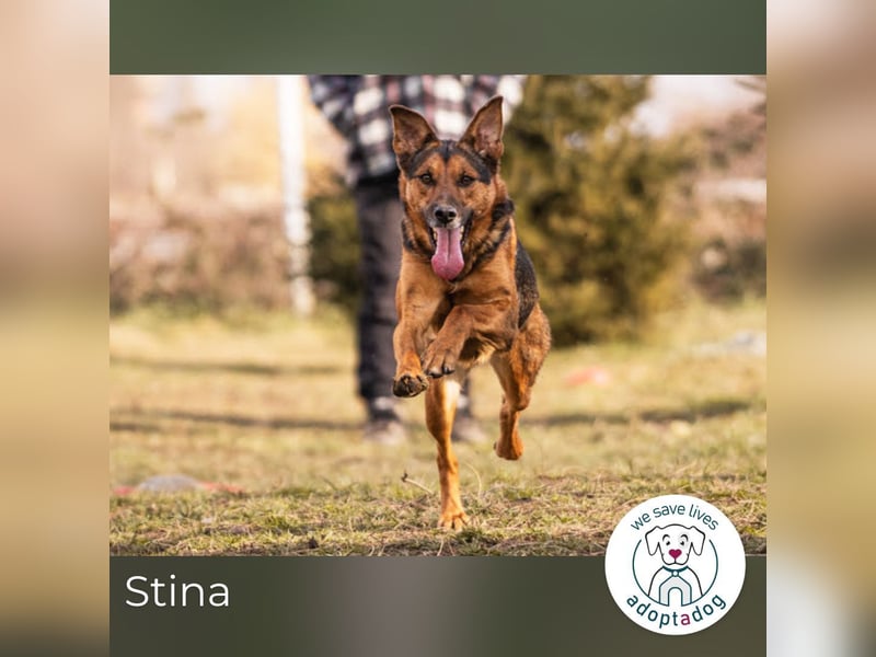 Stina 159306 sucht ein zu Hause