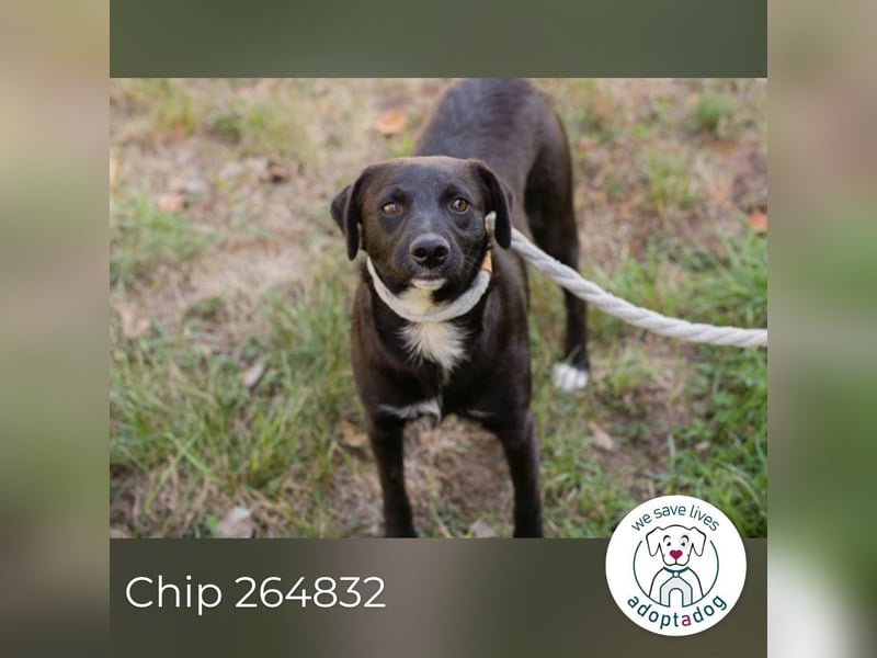 Chip 264832 sucht ein Zuhause