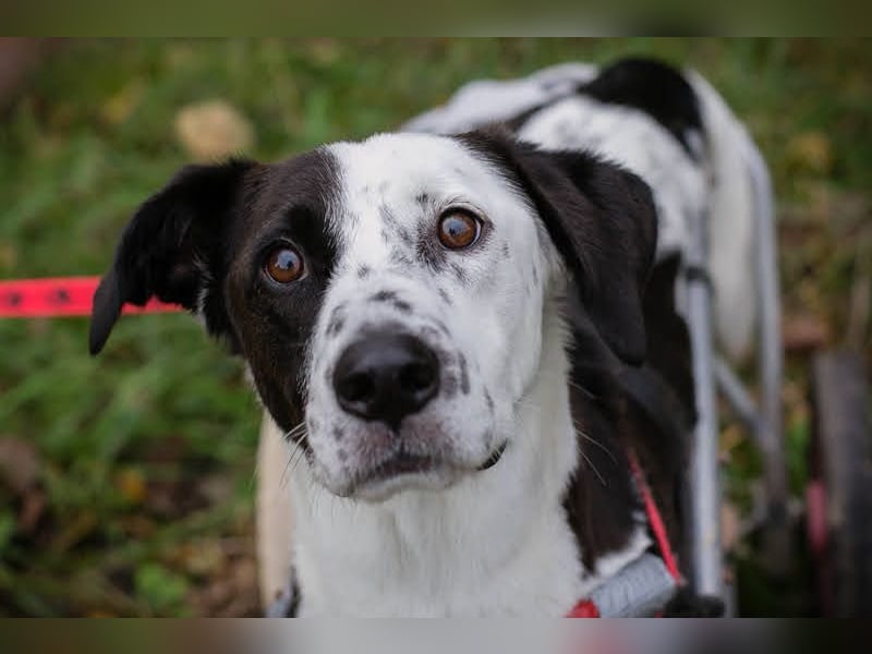 Felix: Traumhund mit Handicap