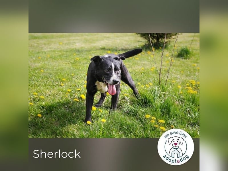 Sherlock: Nie zu alt für ungebrochene Lebensfreude