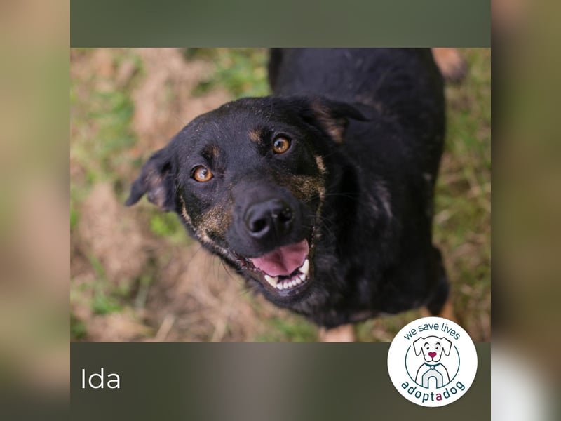 Ida sucht ein Zuhause