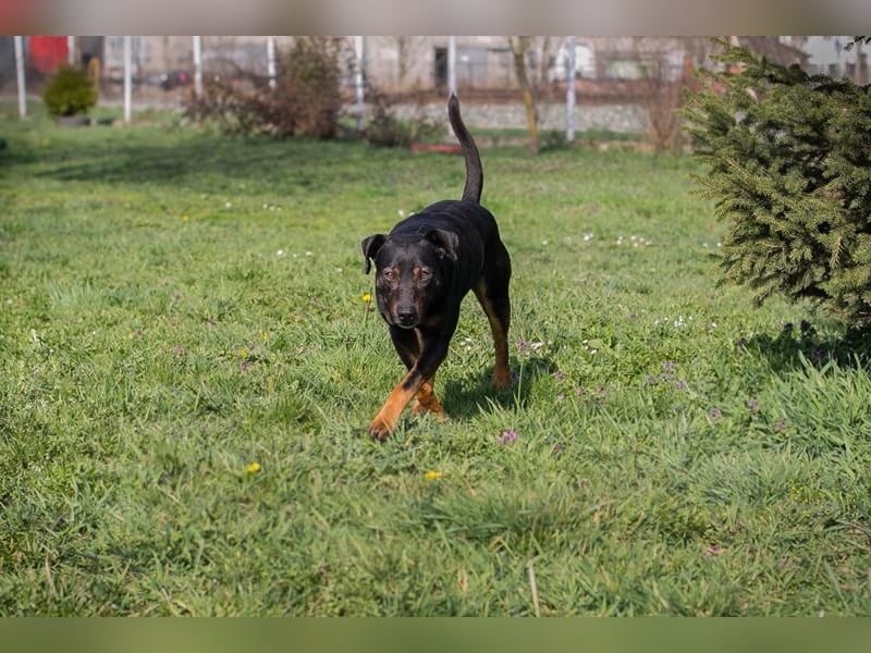 Chip 251505 (Junghund) sucht ein Zuhause