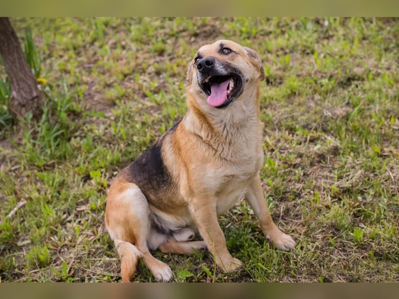 Chip 267225 sucht ein Zuhause