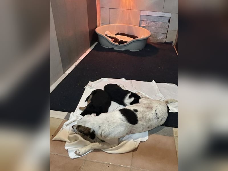 Kira sucht ein Zuhause