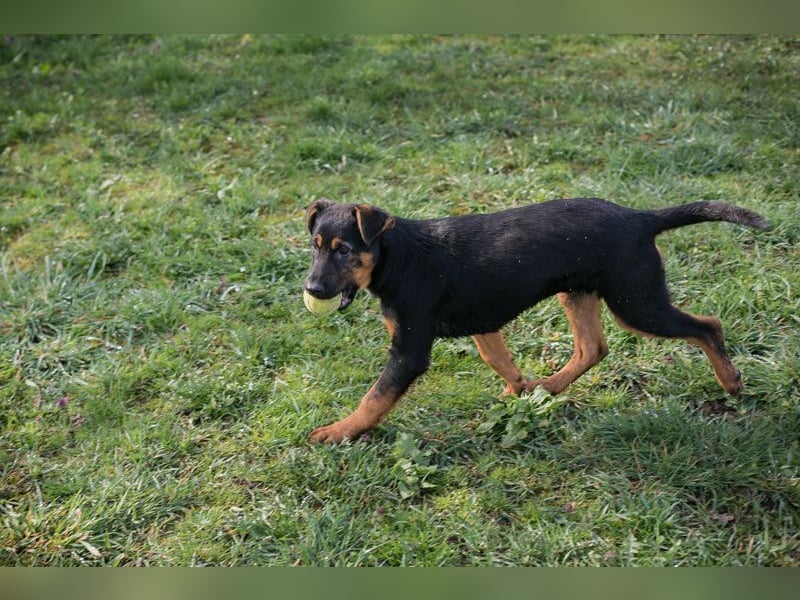 Chip 256225 sucht ein Zuhause