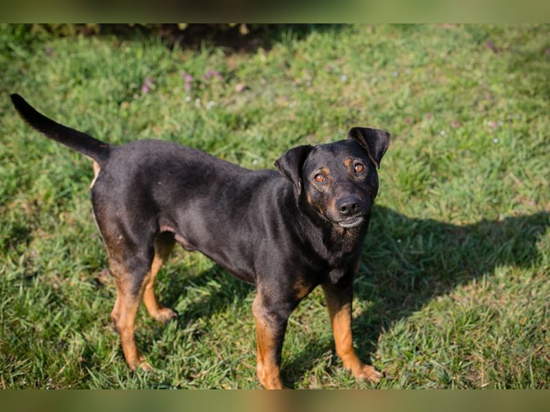 Chip 251505 (Junghund) sucht ein Zuhause
