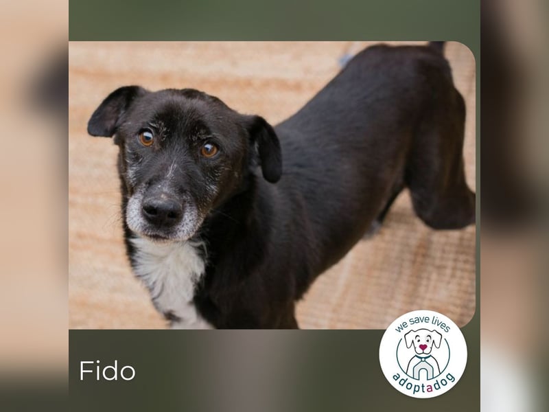 Fido 274069 sucht ein zu Hause