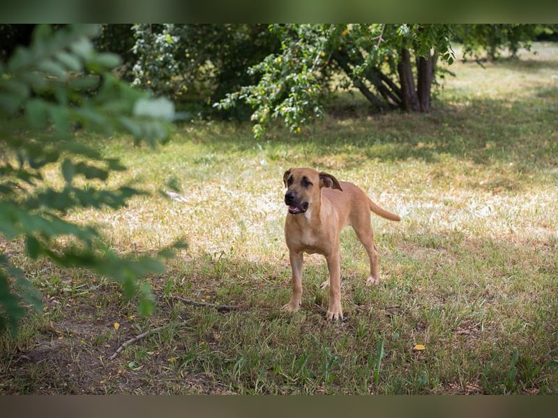 Lieschen sucht ein Zuhause