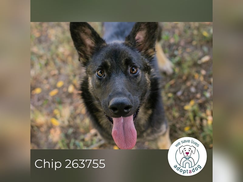 Chip 263755 sucht ein Zuhause