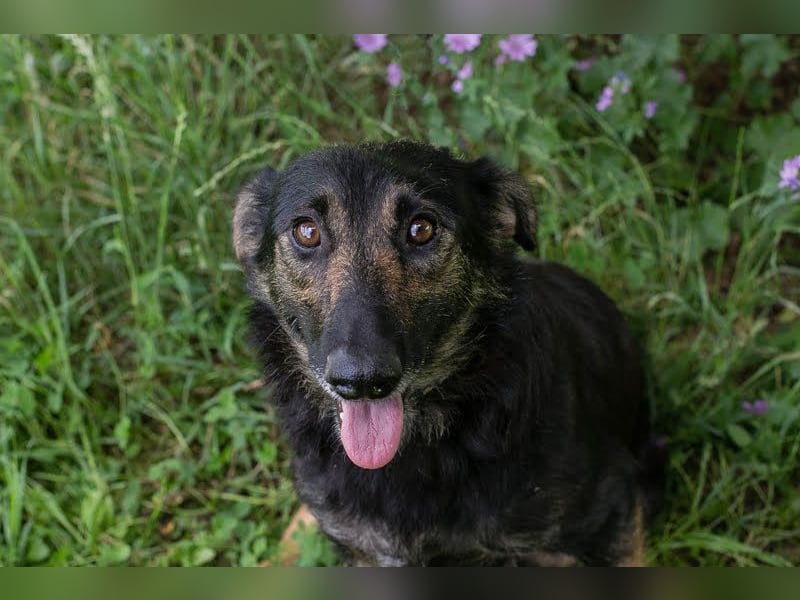 Alani: Sucht ein liebevolles Zuhause