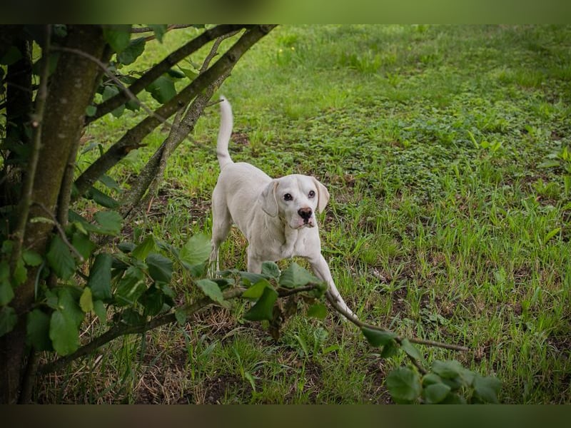 Chip 283414 sucht ein Zuhause