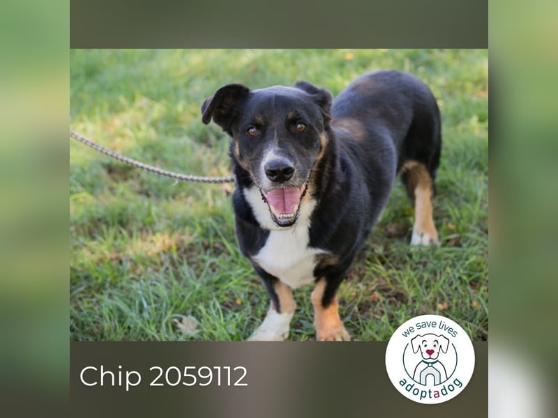 Chip 2059112 sucht ein Zuhause