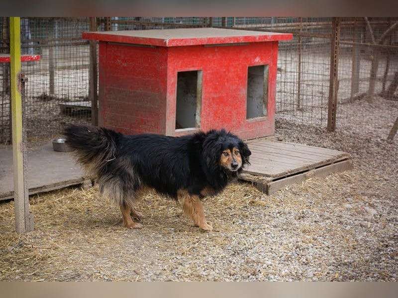 Lennox: treuer Begleiter sucht Familie