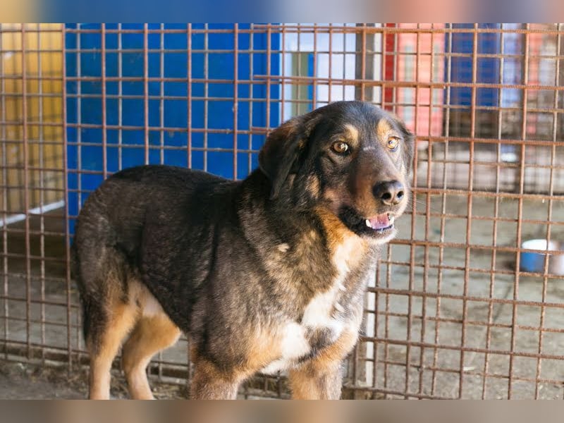Joschi: Vertrauen durch Geduld