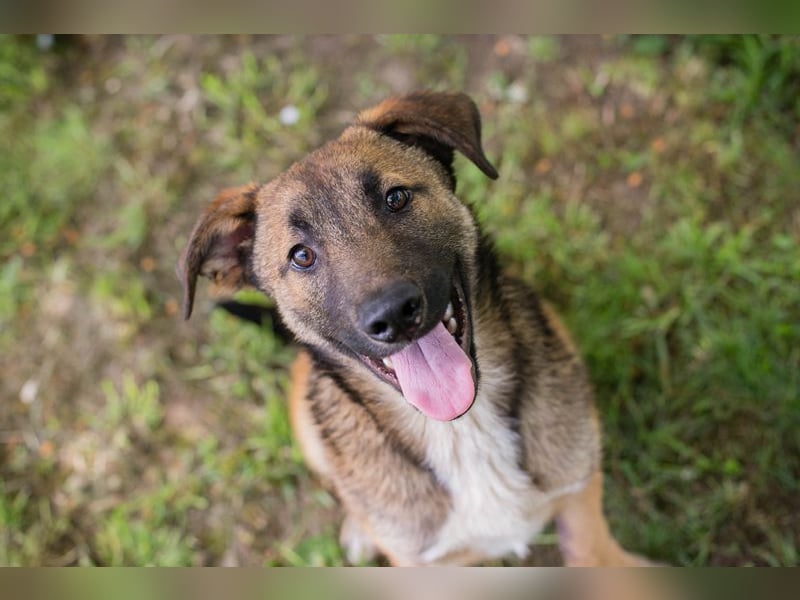 Chip 267512 sucht ein Zuhause