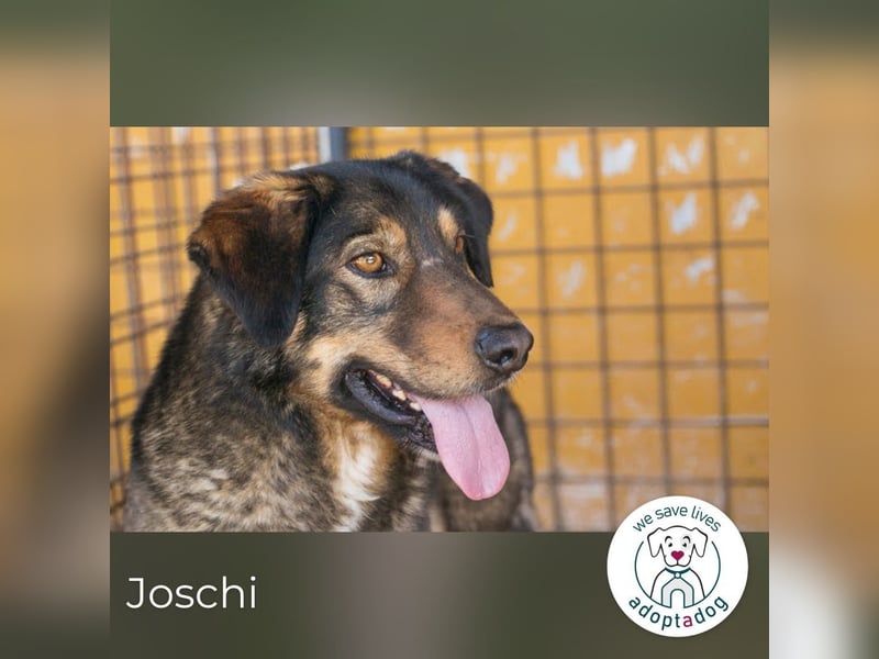 Joschi: Vertrauen durch Geduld