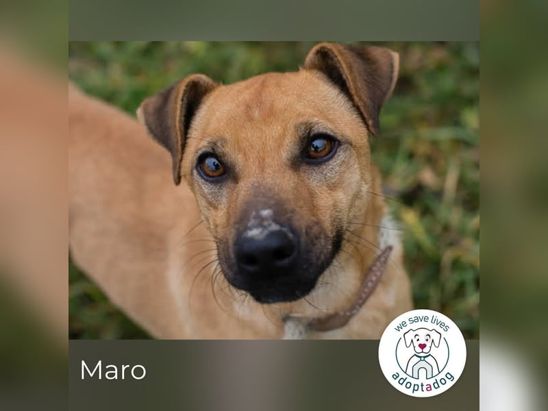 Maro: Energiebündel & Agility-Fan (44 cm)