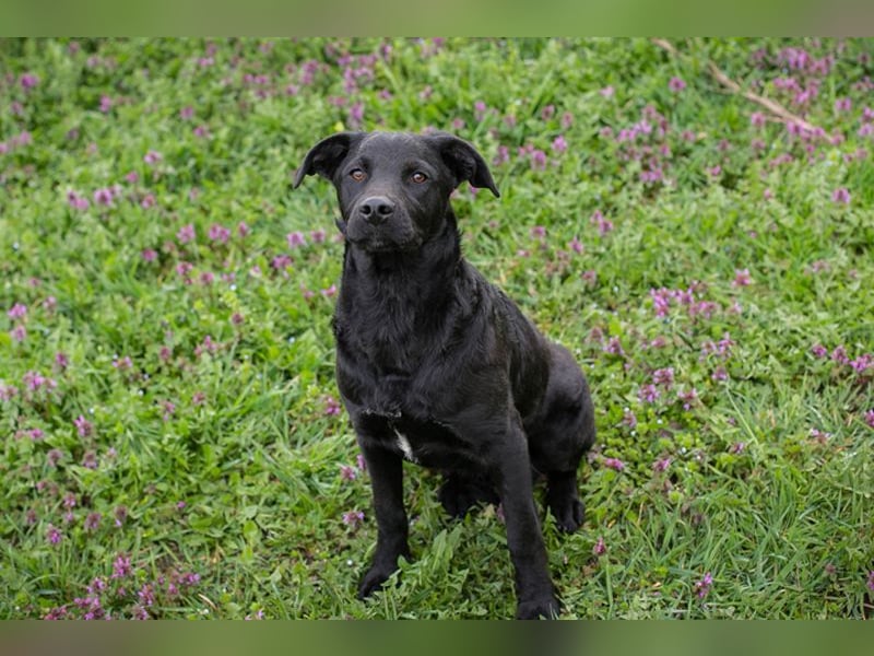 Chip 221493 sucht ein Zuhause