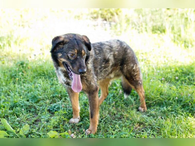 Joschi 49294 sucht ein zu Hause