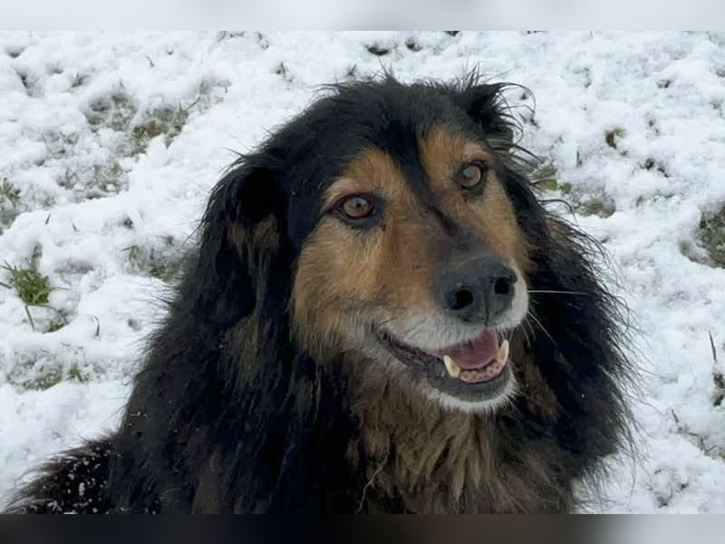 Lennox: treuer Begleiter sucht Familie