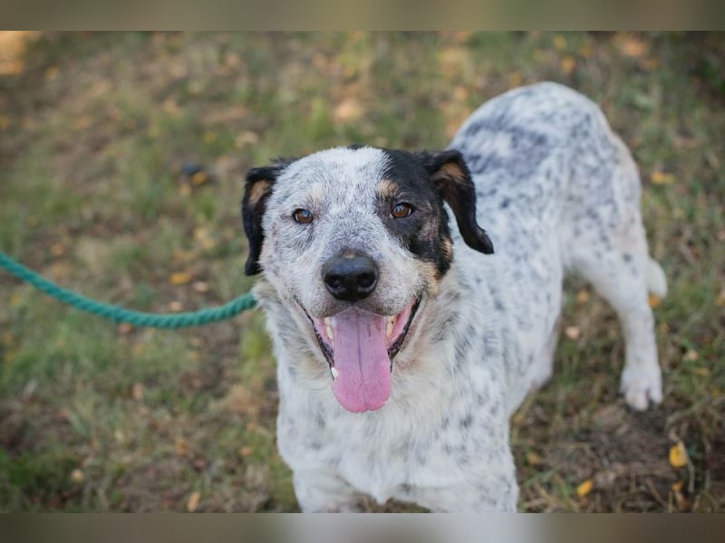 Chip 263693 sucht ein Zuhause