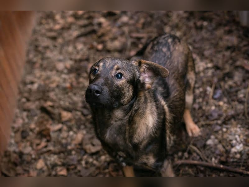 Duke: Jung und lebensfroh