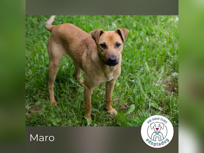 Maro: Energiebündel & Agility-Fan (44 cm)