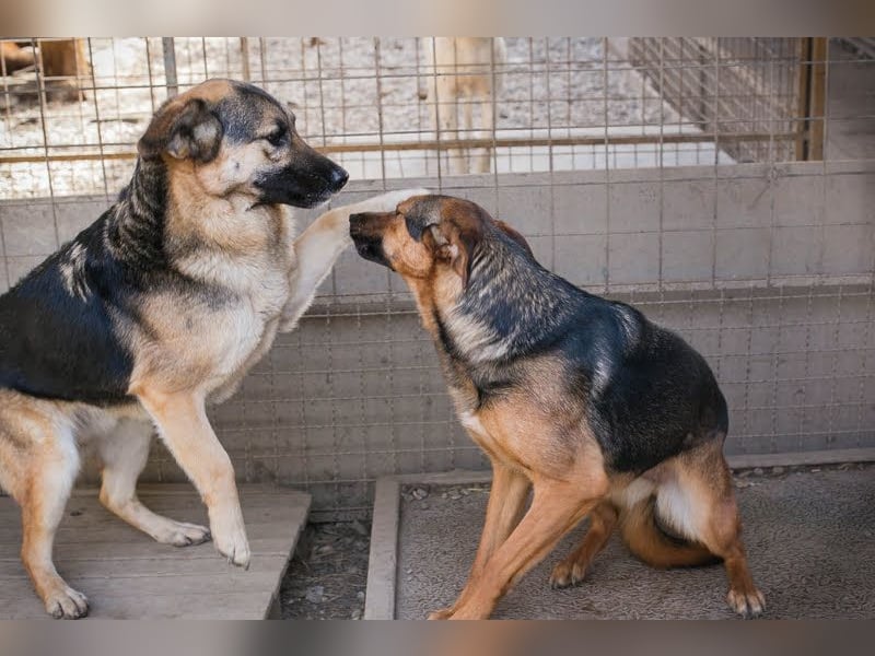 Stina – Königreich gesucht