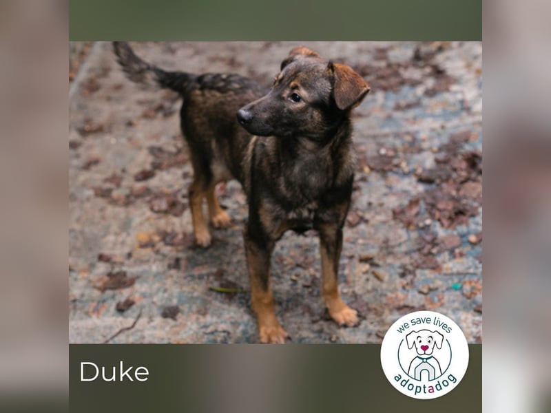 Duke: Jung und lebensfroh