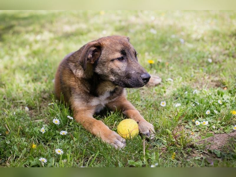 Chip 267512 sucht ein Zuhause