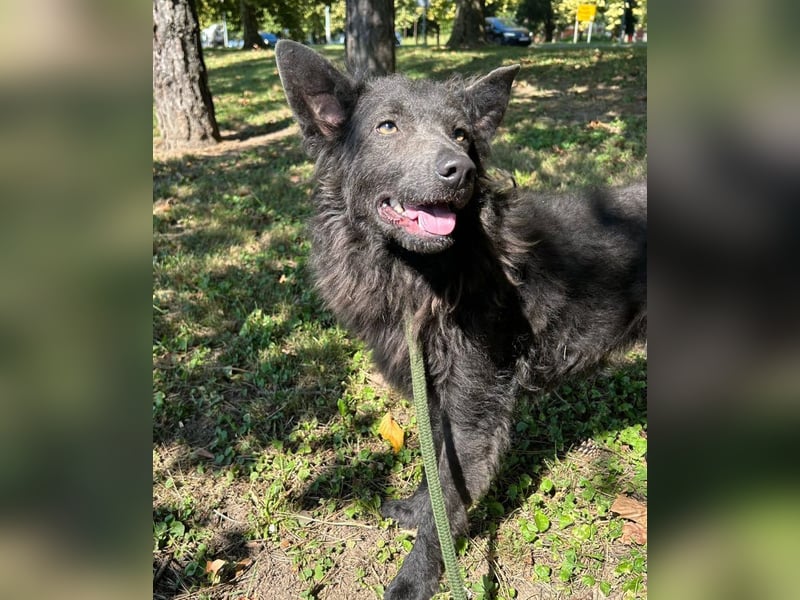Priska: Für Menschen mit Herz und Hundeverstand