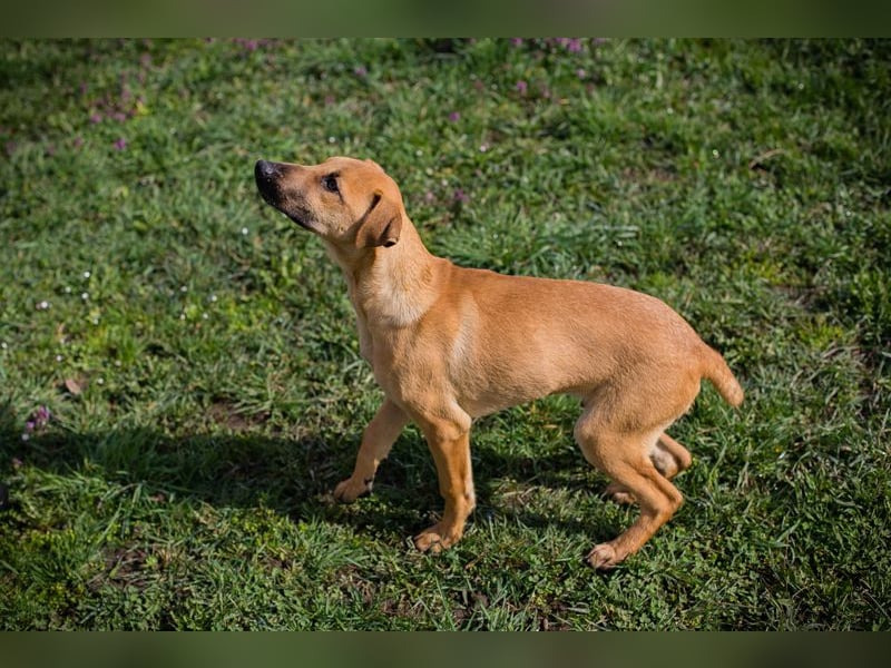 Chip 271274 sucht ein Zuhause