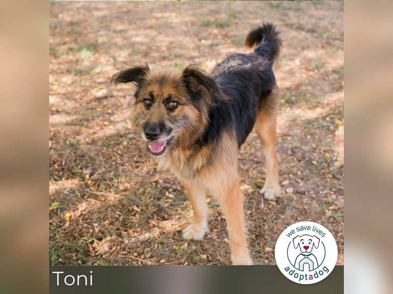 Toni 212944 sucht ein zu Hause