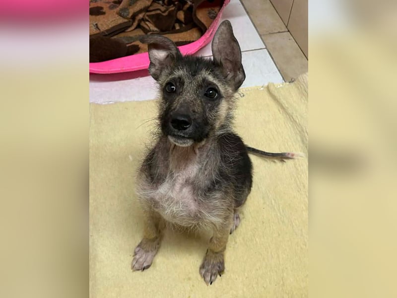 Chip 257991 sucht ein Zuhause