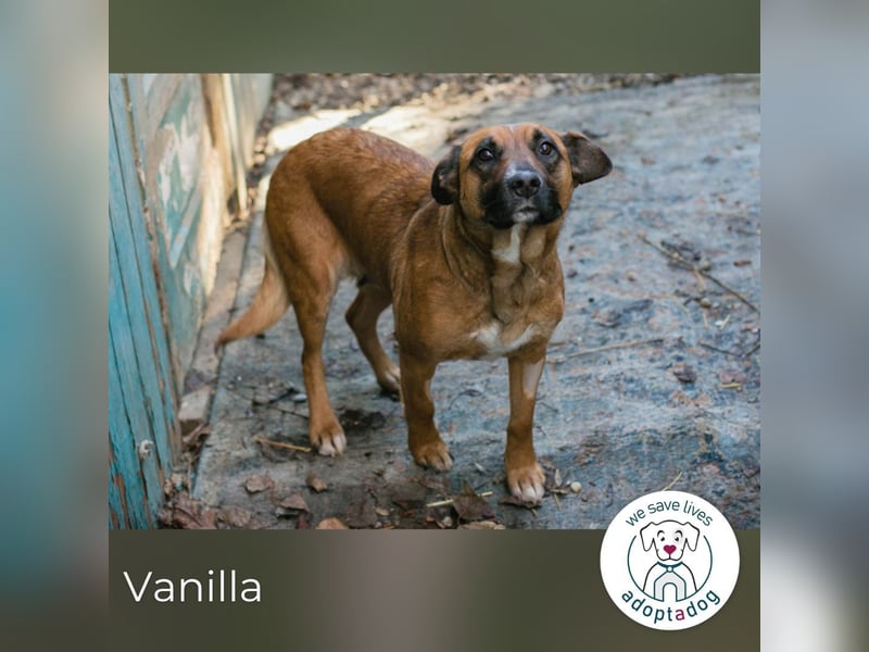Vanilla sucht ein Zuhause