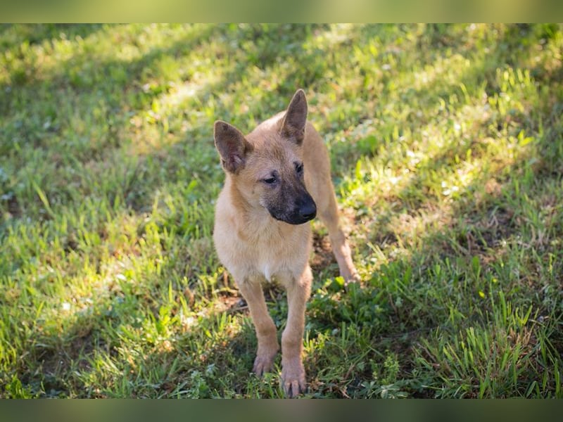 Nino 252270 sucht ein zu Hause
