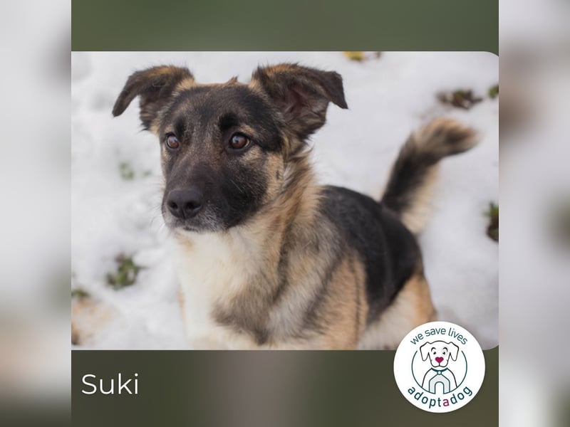 Suki- Schäfermix sucht ein Zuhause