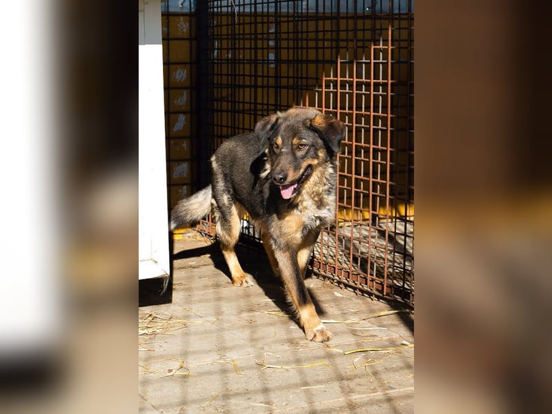 Joschi: Vertrauen durch Geduld