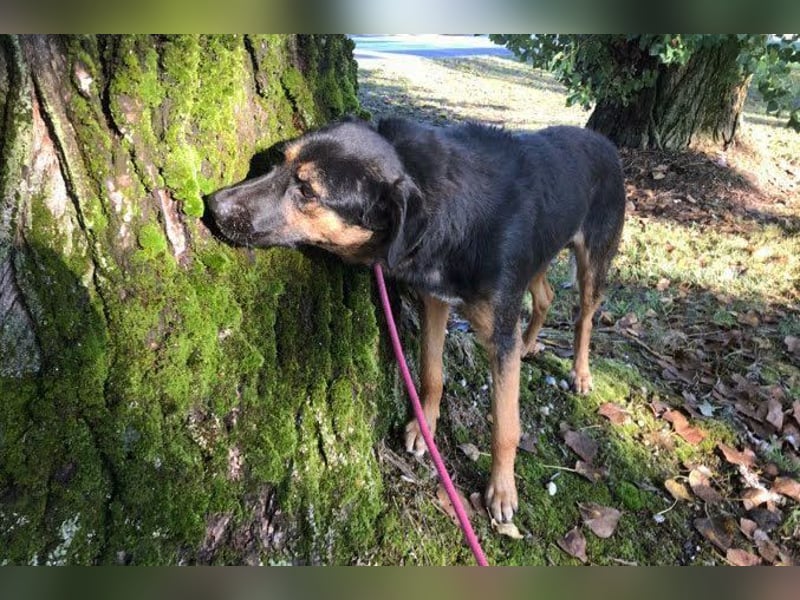 Darcy – Sensible Seele auf der Suche nach Lieblingsmenschen