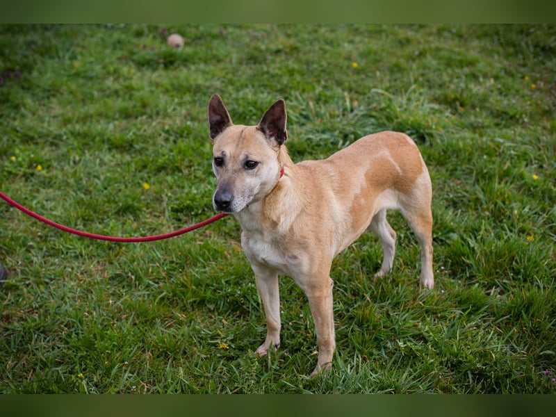 Chip 255040 sucht ein Zuhause