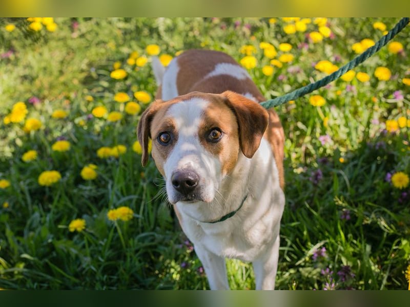 Mogli sucht ein Zuhause