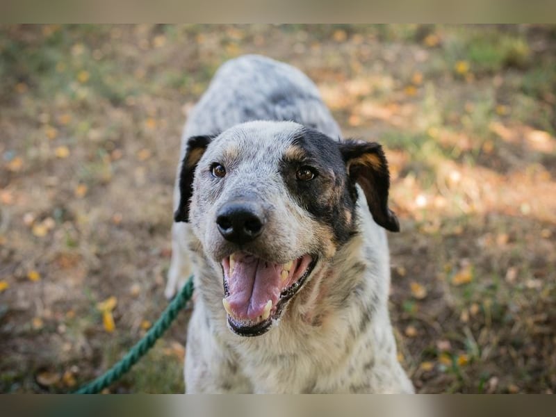 Chip 263693 sucht ein Zuhause