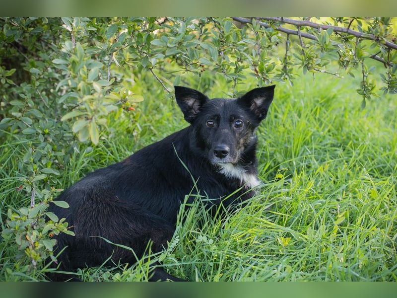 Rosie: sucht ein Zuhause