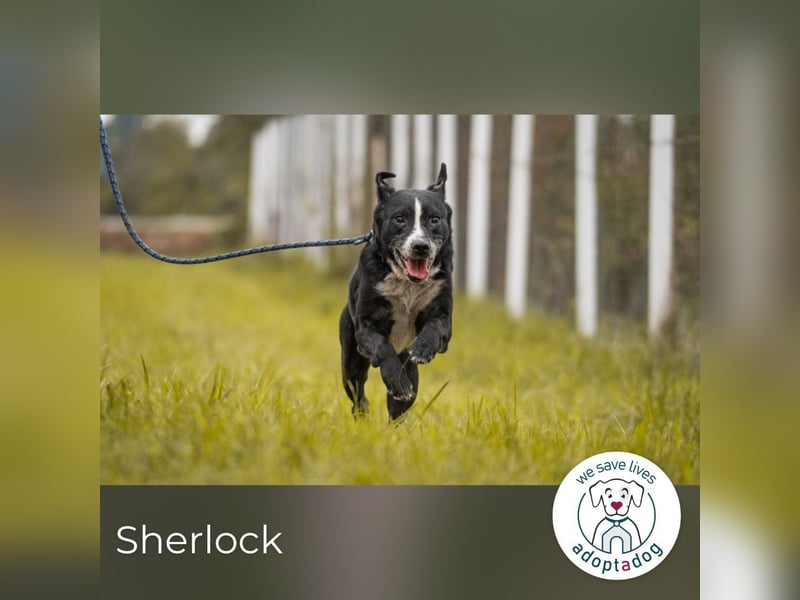 Sherlock: Ungebrochene Lebensfreude