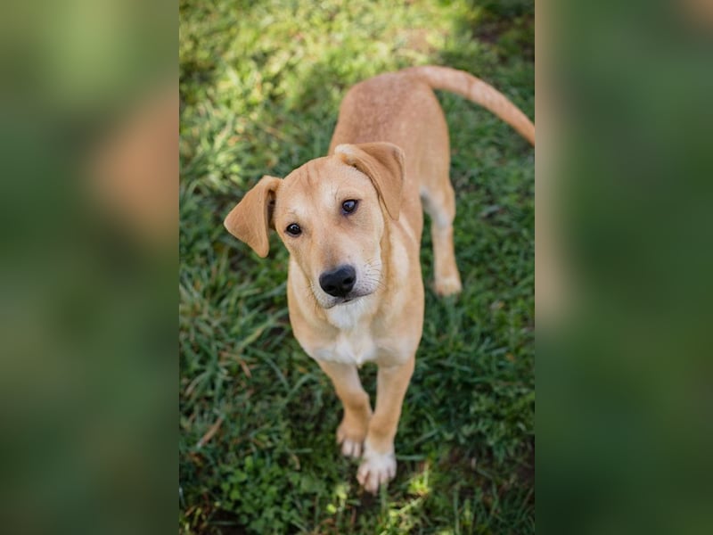 Chip 271243 sucht ein Zuhause