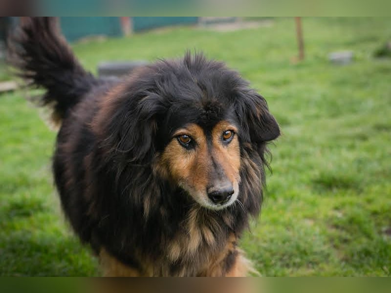 Lennox: treuer Begleiter sucht Familie